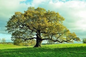 Tree in an Open Field Tree in an Open Field