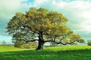 Tree in an Open Field