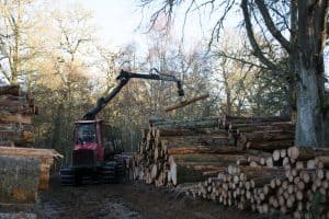 Tree Service Tree Removal