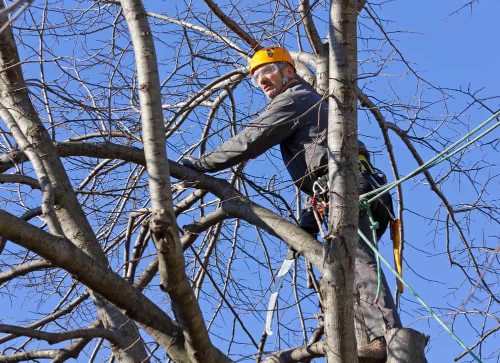 Tree Trimming on Long Island