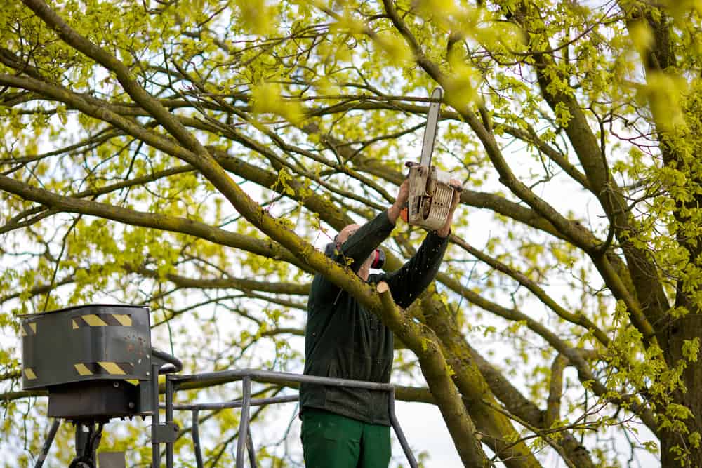 Long Island Tree Trimming