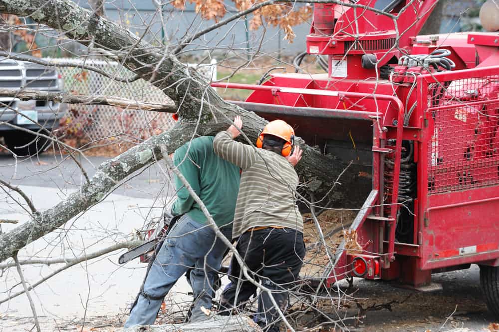 Tree Removal on Long Island