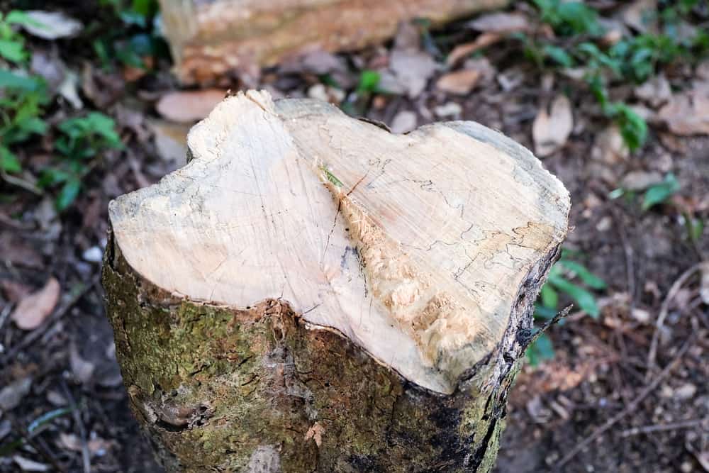 Stump Grinding on Long Island